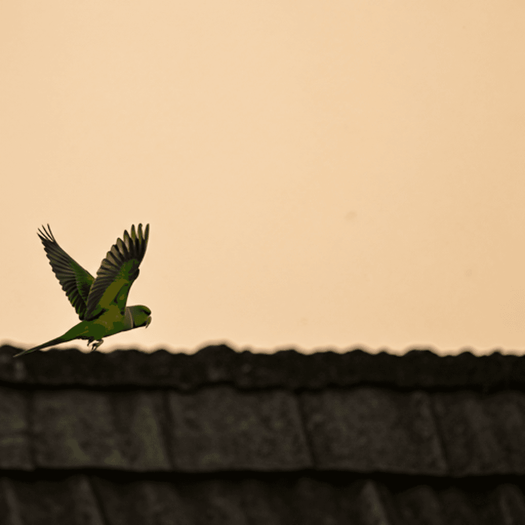 Parakeet soaring over Chennai rooftop at golden hour