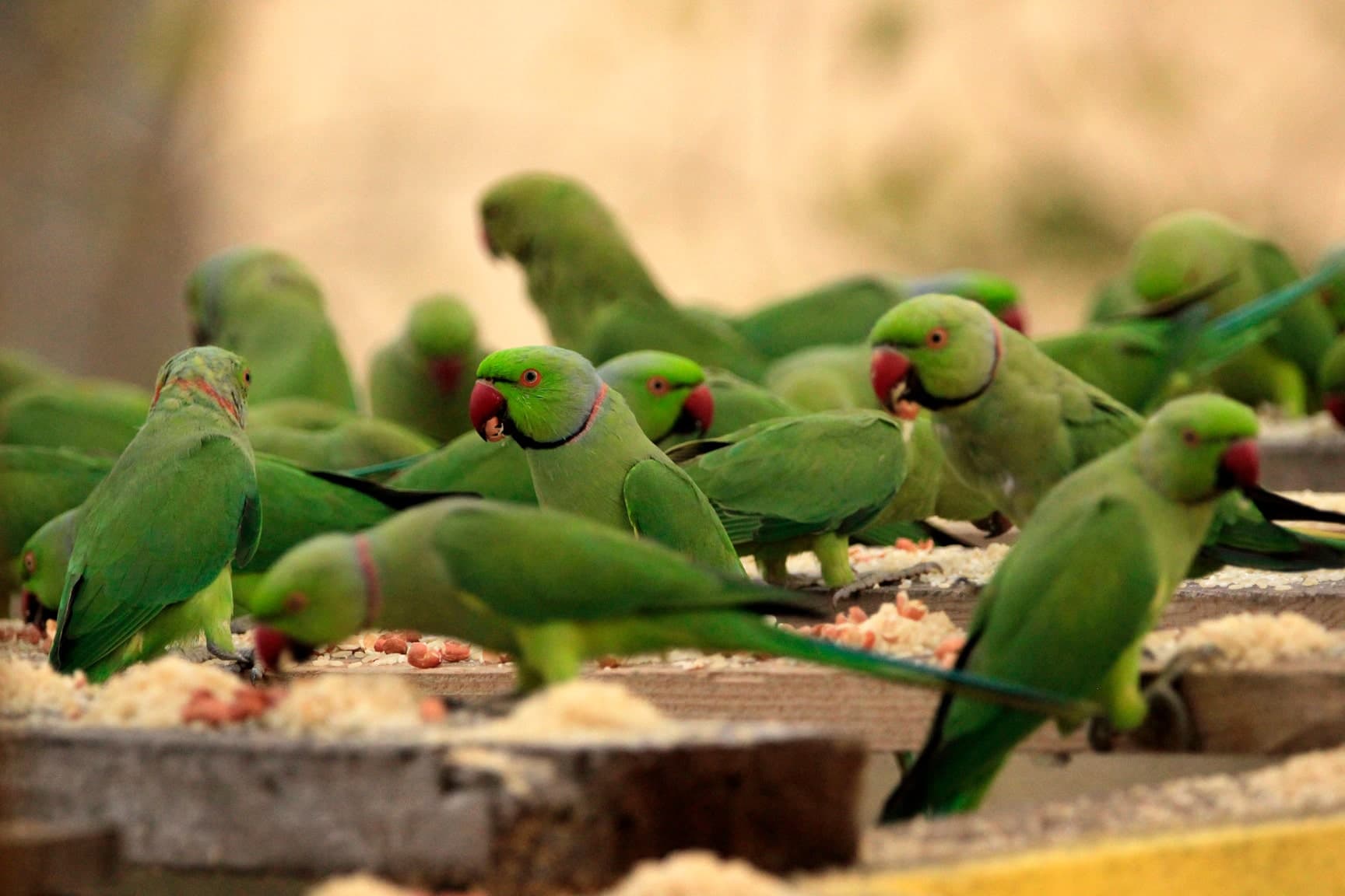 Rose-ringed parakeets in golden hour light at the Birdman of Chennai sanctuary — photography guide