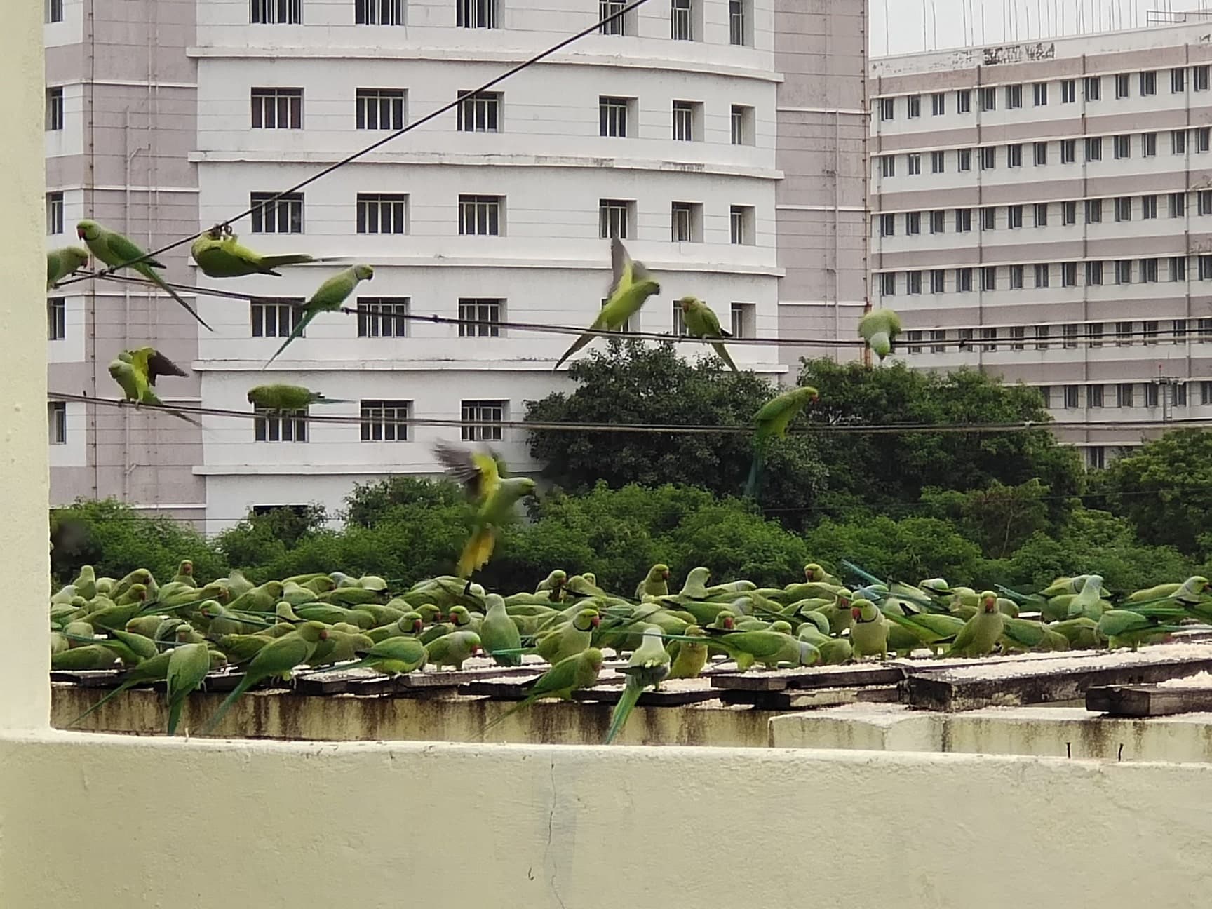 Wild rose-ringed parakeets in Chennai — urban wildlife photography showing a flock of green parakeets